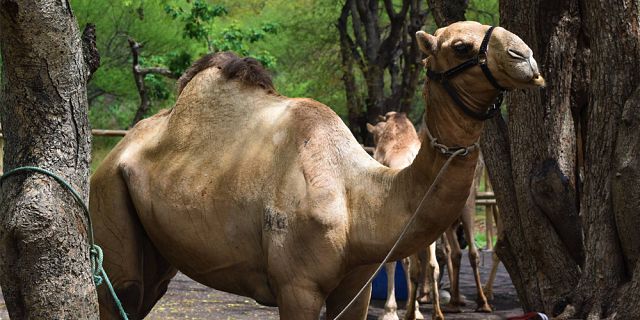 Camel ride activities  (2)
